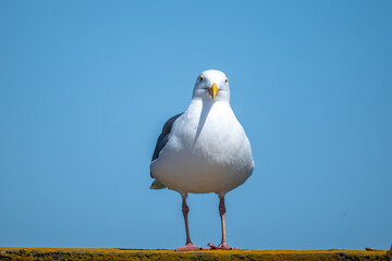 Western Gull