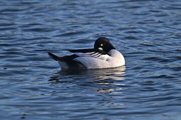 duck on the water, COMMON GOLDENEYE