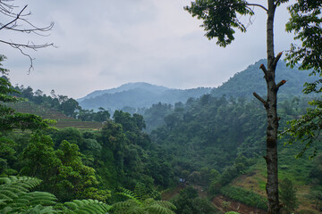 Verdant Layers: Terraced Rice Fields in Fresh forest