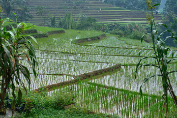 Agrarian Artistry: Beautiful Terraced Rice Fields in Rural Areas