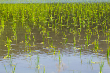 田植えが終わったばかりの田んぼの風景