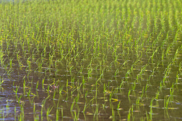 田植えが終わったばかりの田んぼの風景