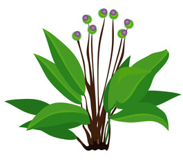 BARDANA (Arctium lappa)
Flor bardana en vector y png