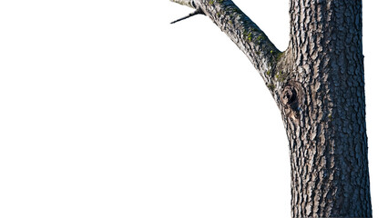 Fototapeta premium A tree trunk with moss growing on it isolated on transparent background