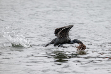 Brandt's Cormorant flying above water