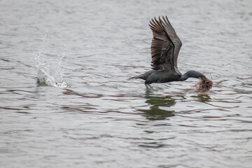 Brandt's Cormorant flying above water