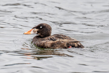 Surf Scoter
