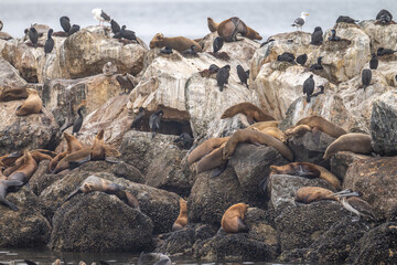 California Sea Lions