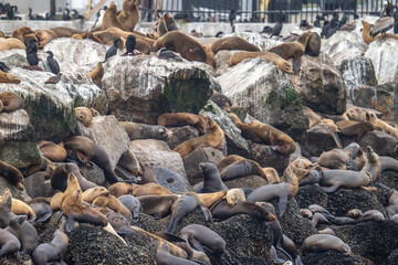 California Sea Lions