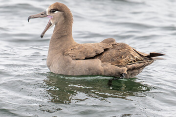 Black-footed Albatross