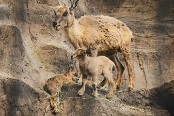 マーコールの親子