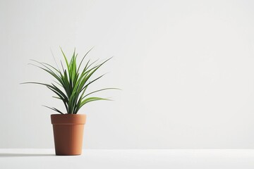 minimalist still life single potted plant on white canvas background highkey photography