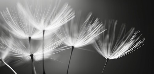 Obraz premium close up of dandelion seeds, macro photography, soft focus, monochrome background, white and grey.