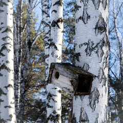 A close-up view of an old crooked birdhouse covered with moss on a birch tree