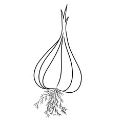 Continuous line drawing of garlic. Vector illustration.