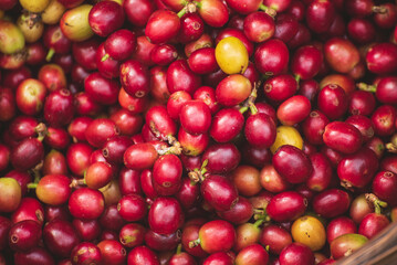 Red seed coffee bean  green leaf  robusta arabica berries ripe harvest for coffee farm garden. Fresh coffee bean berry plant tree. Close up fresh red bean seed coffee tree growth in green organic farm