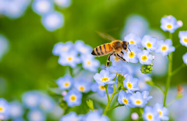 bee on flower