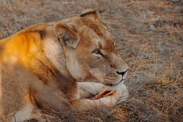 Closeup of a Female Lion Lioness Laying in Field with Meaty Bone Between Paws
