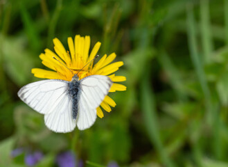 Ein weißer Schmetterling auf einer Löwenzahnblüte