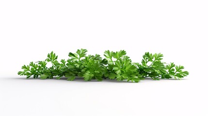 Fototapeta premium Parsley isolated on white background