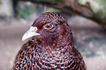 beautiful female chinese ring-necked pheasant, phasianus colchicus torquatus, bird closeup, wildlife bird