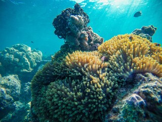 coral reef in sea, generator Ai