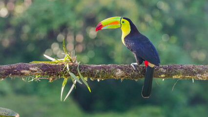 beautifully sunlit keel-billed toucan perching on a branch at costa rica
