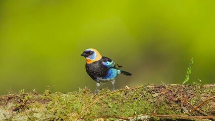 golden-hooded tanager on a mossy branch in costa rica