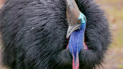 close up of a southern cassowary facing the camera at etty bay, qld