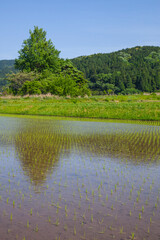 田植え後の田んぼのある風景 鳥取県 鹿野町