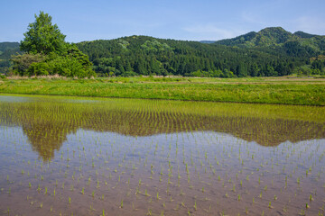 田植え後の田んぼのある風景 鳥取県 鹿野町