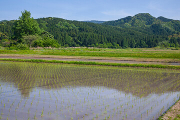 田植え後の田んぼのある風景 鳥取県 鹿野町