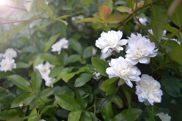 モッコウバラ八重白花　Rosa banksiae alba