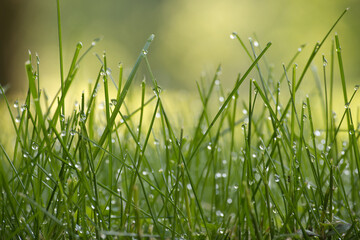 Lushness of the grass and delicate detail of the dewdrops