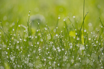Grass blades covered in glistening water droplets