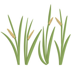 muskrat root, Acorus calamus, vector drawing wild plants at white background, set of floral elements, hand drawn botanical illustration