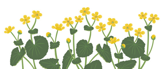 marsh-marigold, vector drawing wild plants at white background, set of floral elements, hand drawn botanical illustration