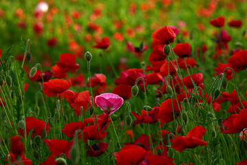 Obraz premium ポピー