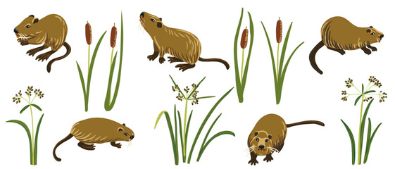 vector drawing nutria, coypu and bulrush, cartoon animals and river plants isolated at white background, hand drawn illustration © cat_arch_angel