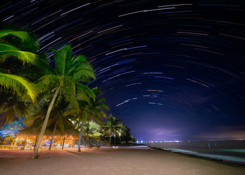 palm trees at night