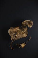 Two curled brown magnolia leaves on a black background.