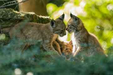 Baby Lynx