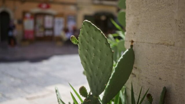 A close-up of a prickly pear cactus opuntia ficus-indica in puglia italy against an outdoor urban backdrop with blurred pedestrians and buildings.