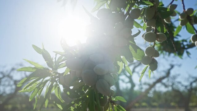 Almond tree with green almonds and vibrant leaves bathed in sunlight in an orchard in puglia, italy.