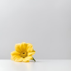 Desk Background Yellow Flower