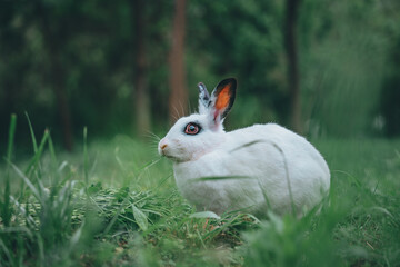 잠실한강공원에 사는 토끼 © 정기수 정기수