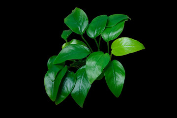 Exotic Green Leaves Anubias Nana Golden aquarium plant isolated on black background, clipping path included