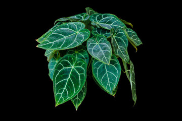 Heart shaped dark pattern green leaves of Anthurium Clarinervium tropical houseplant isolated on...