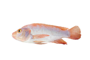 Ruby ​​fish isolated on white background.Freshwater fish looks similar to tilapia. The most popular menu item is steamed fish with lemon.