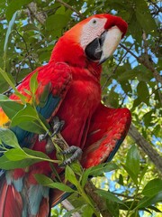 Colombian Macaw 